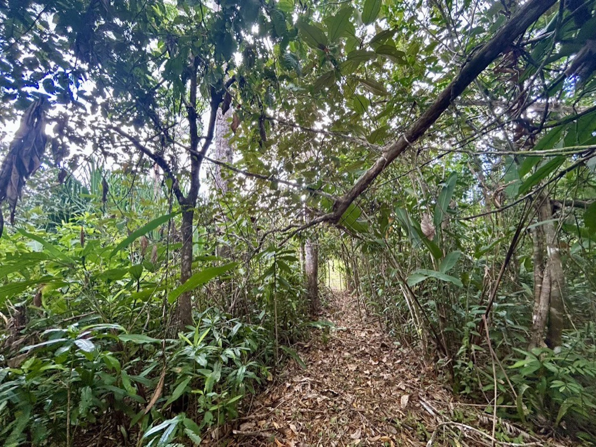 2.4 Acres Building Lot in Osa Peninsula - Gallery image 8