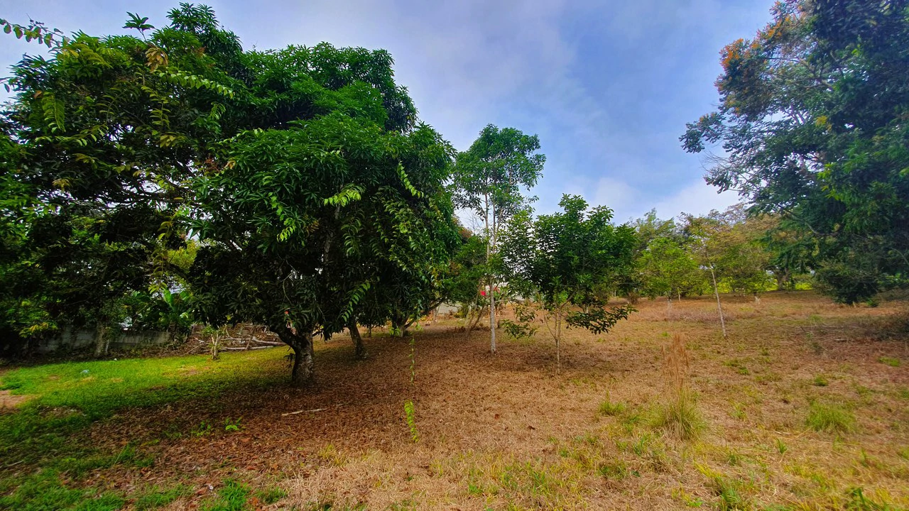 FRUIT TREE PROPERTY FOR SALE: Home Construction Site For Sale in San Isidro del General - Gallery image 19