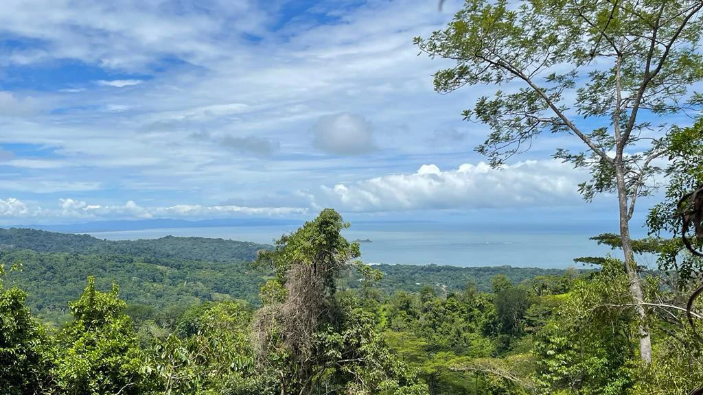 Eduardo Lee 17 Acres: Mountain Agricultural Land For Sale in Bejuco - Gallery image 5