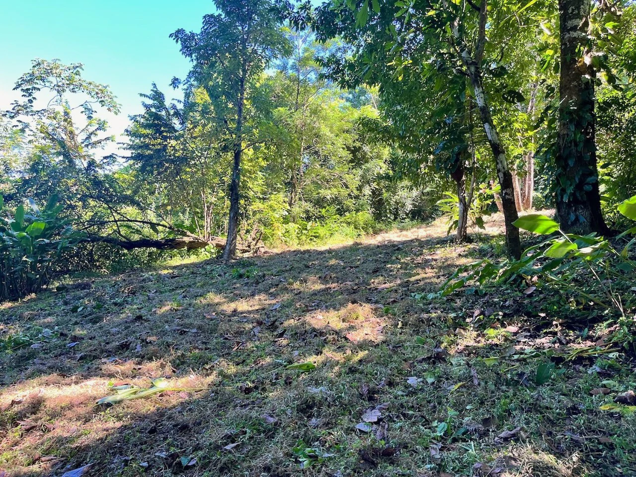 2300m2 Commercial and Residential land steps from the ocean:Surrounded by Nature in  Mal País and 10 min from Santa Teresa - Gallery image 2