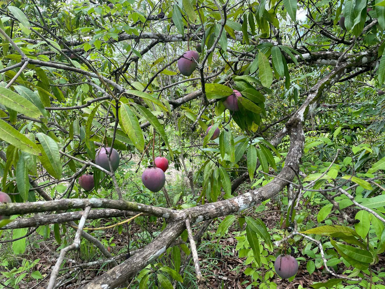Beautiful private Mango farm and river frontage in Irigaray, 15 minutes from Liberia - Gallery image 2