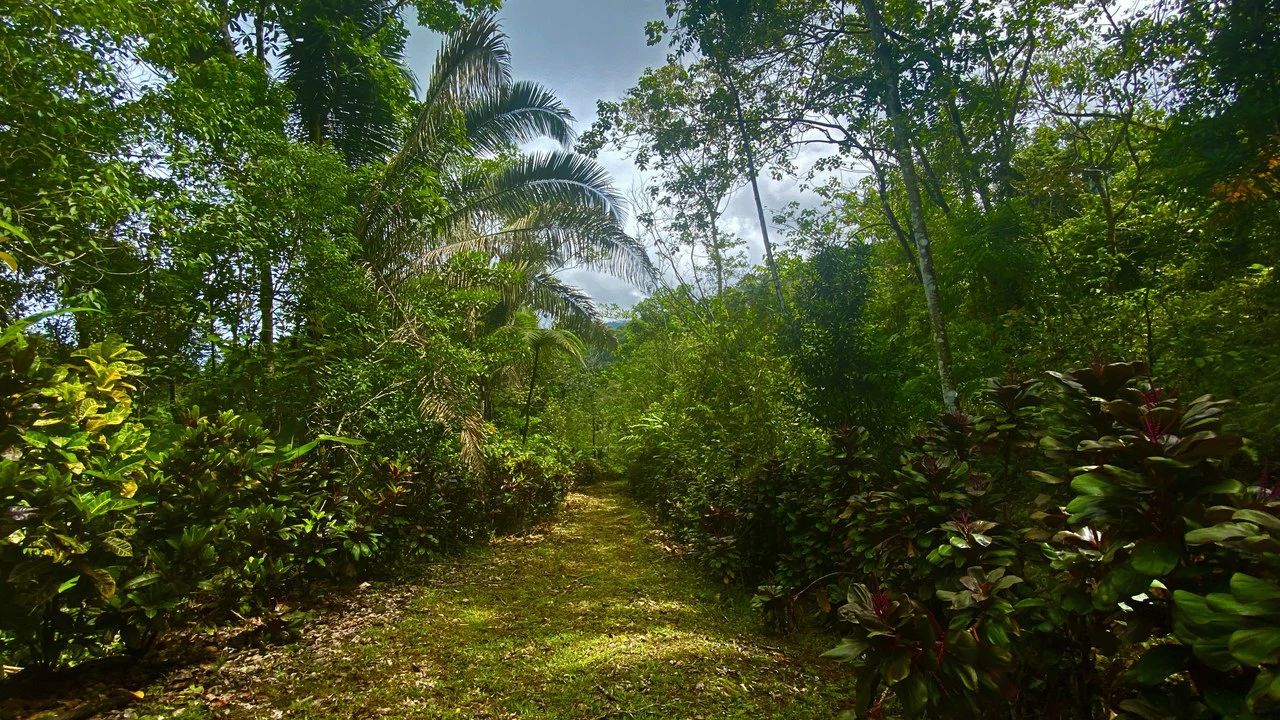 Mountain Home Construction Site For Sale in Tres Rios - Gallery image 14
