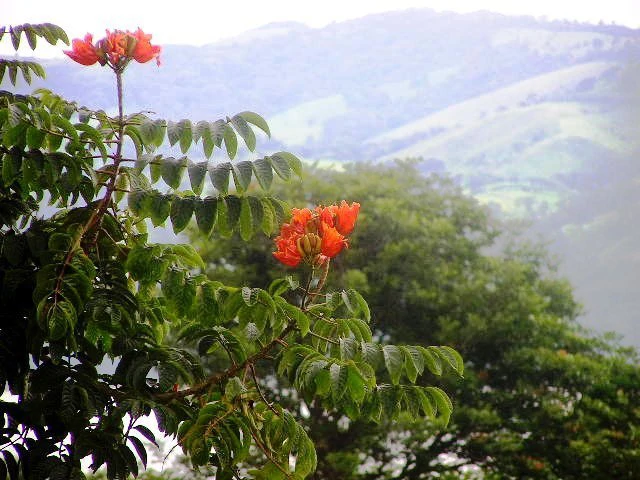 CASA  TROPICANA - Lake View Oasis Near Nuevo Arenal - Gallery image 11