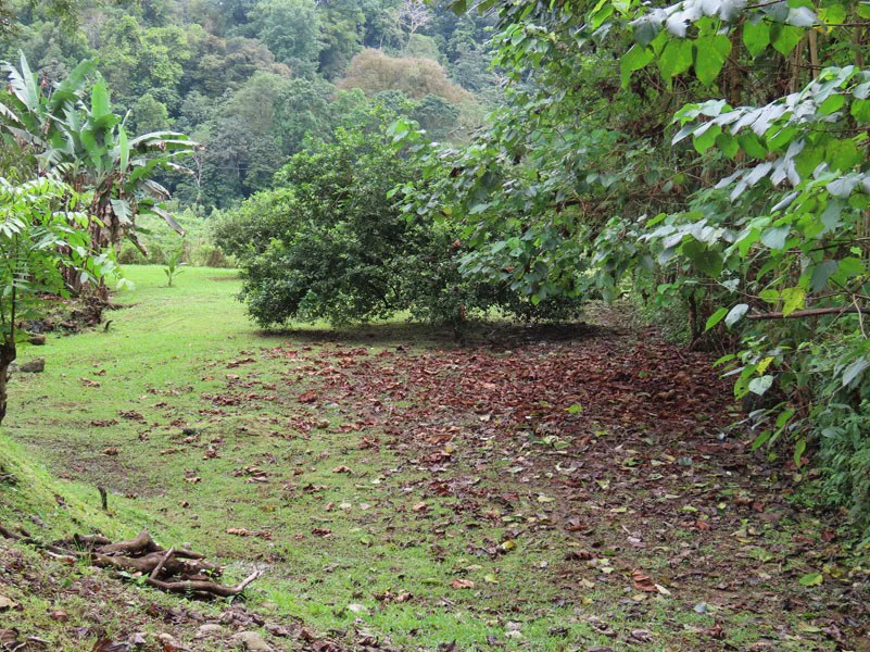 Land For Sale in Dos Brazos, Puerto Jimenez, Ideal For Home Surrounded by Nature - Gallery image 12