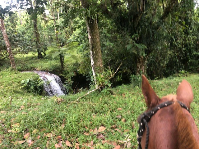 Cold & Hot springs surrounded by an overgrown farm, taken back by nature - Gallery image 8