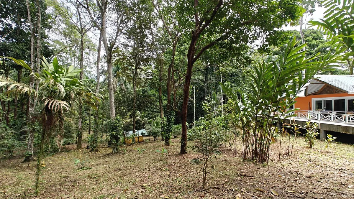ID 1055: Elevated Jungle Residence on Expansive Riverfront Jungle Land - Gallery image 21