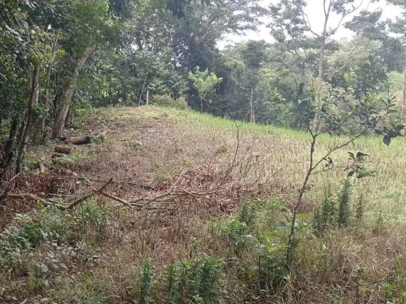 Stunning River & Jungle View Lot Ready To Build | Tres Rios, Coronado - Gallery image 5
