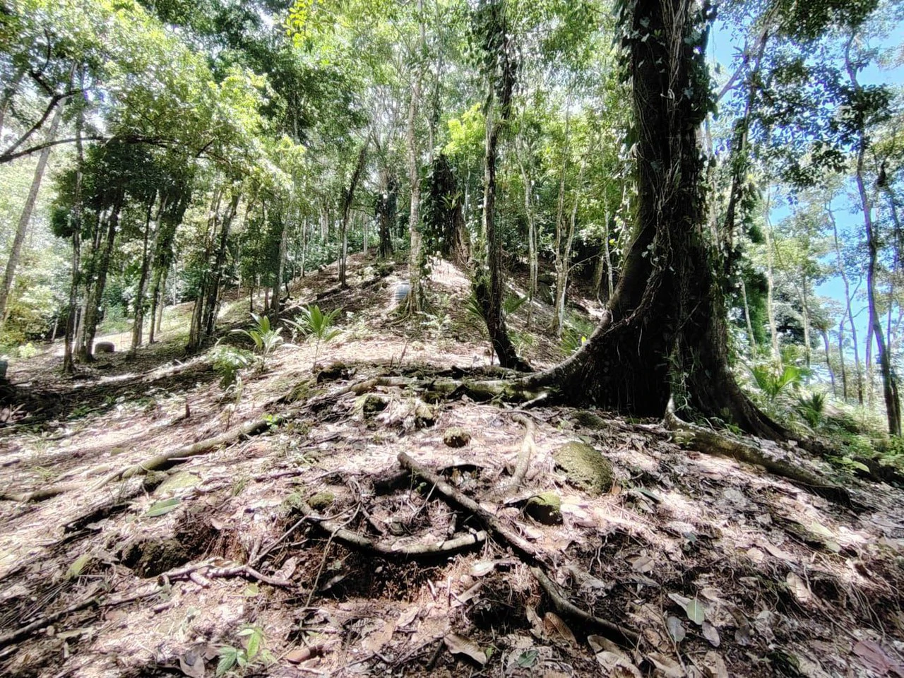 TERRENO EN VENTA, PUNTARENAS.: Mountain Home Construction Site For Sale in Hatillo - Gallery image 18