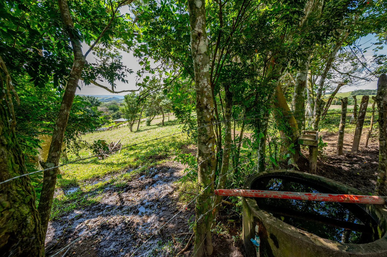 LA CABAÑA - COUNTRY ESTATE WITH HUGE POTENTIAL - Gallery image 39