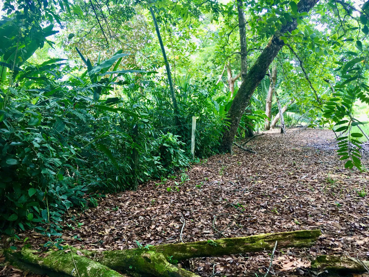 Titled Lot Near A Hidden Beach Close To Town - Gallery image 5