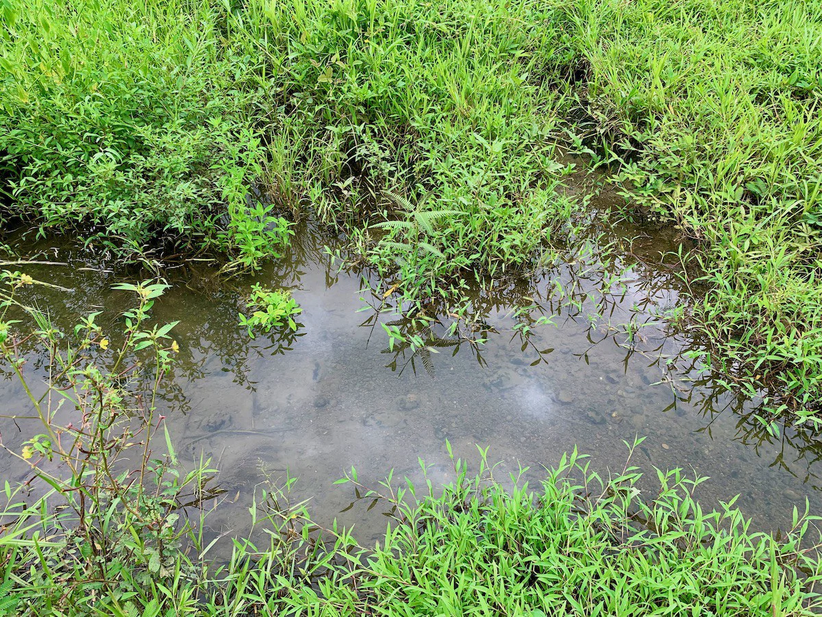 Jungle View Property in Osa Peninsula - Gallery image 11