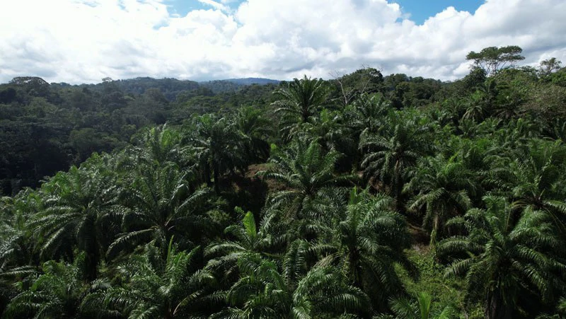Palm Farm with Ocean View, Ideal for Ecotourism or Residential Development - Gallery image 23