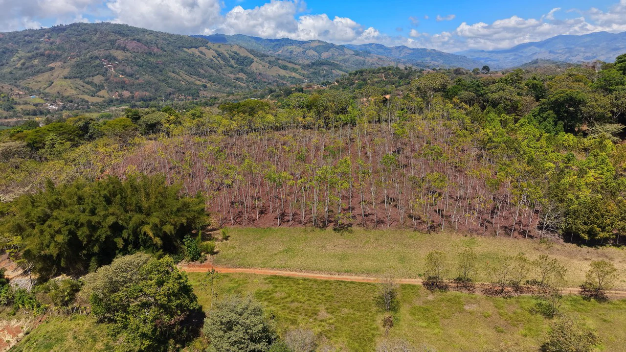 Agricultural Land For Sale in Daniel Flores - Gallery image 11