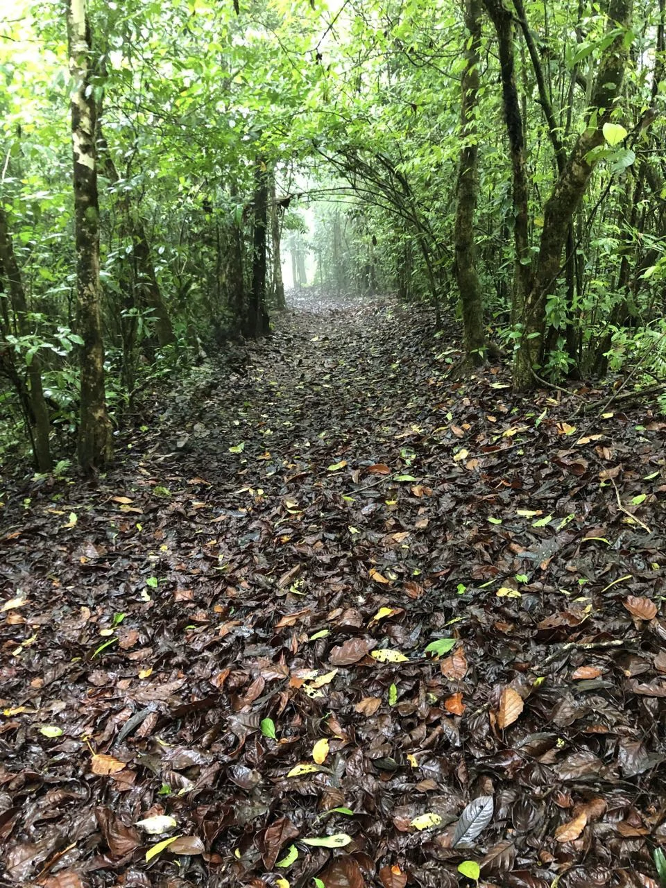 Spectacular 72.44 acres: Magical rain forest paradise with river, waterfall, hiking trails, diverse wood and fruit trees. Perfect location for retreat development, hotel or home. - photo 6