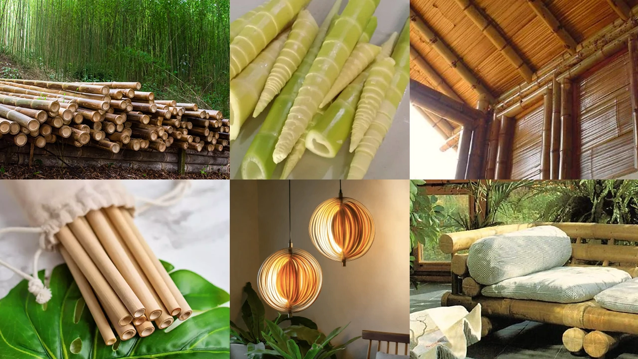 Property #1 with Bamboo Plantation, Development Opportunity (Residential, Hotel, and Industrial). - Gallery image 18