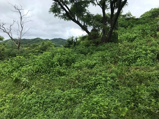 Big property with ocean view