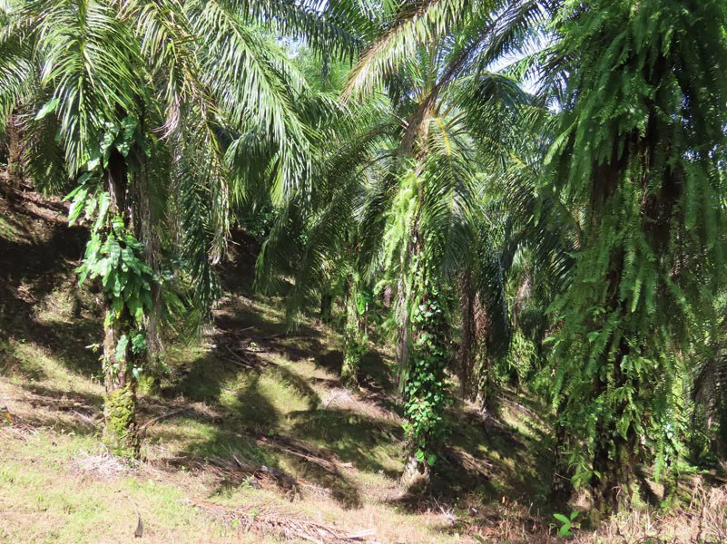 Palm Farm with Ocean View, Ideal for Ecotourism or Residential Development - Gallery image 8