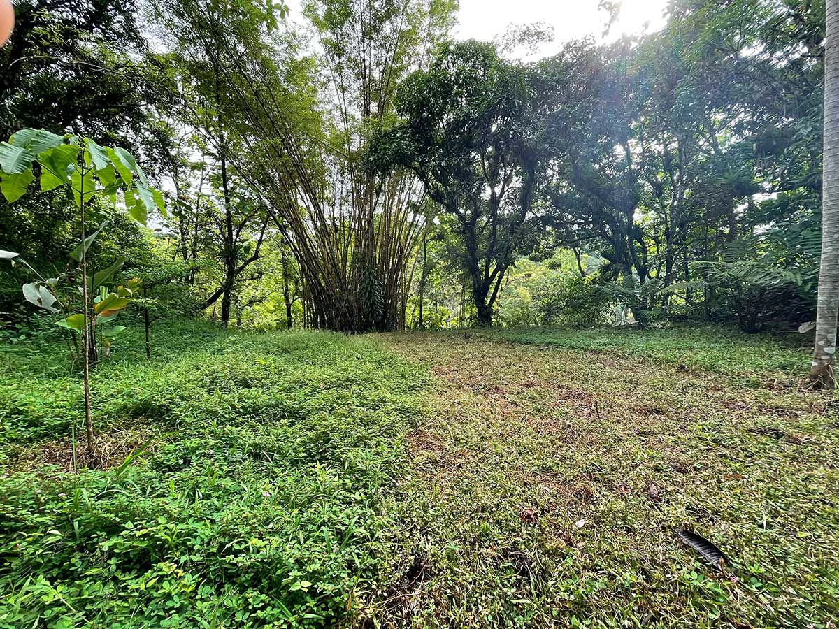 ID 4167: Investment Opportunity: 8-Acre Reforested Mountain Finca in Puriscal - Gallery image 40
