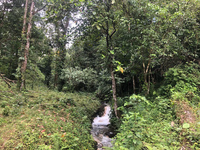 Cold & Hot springs surrounded by an overgrown farm, taken back by nature - Gallery image 15