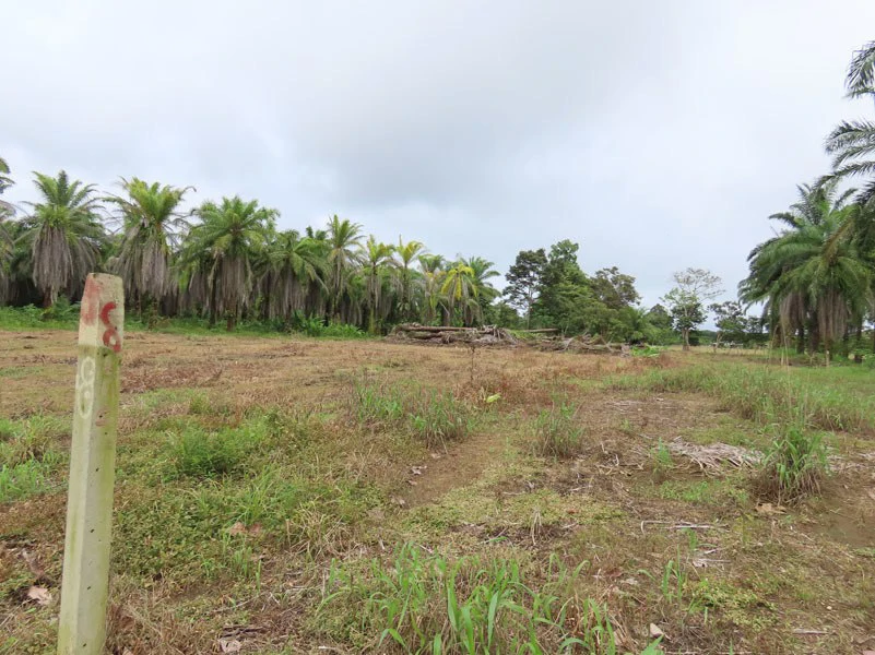 1.45-Acre Lot with Excellent Location in Canaza de Puerto Jimenez - Gallery image 12