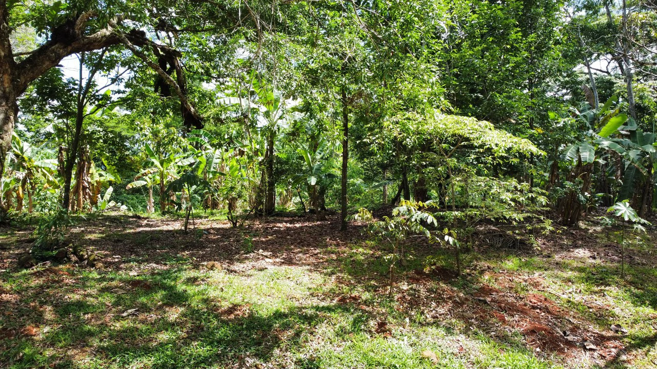 7-Hectare Farm with Teak Plantation, Existing Home & Eco-Development Potential Near Parrita, Costa Rica - Gallery image 12