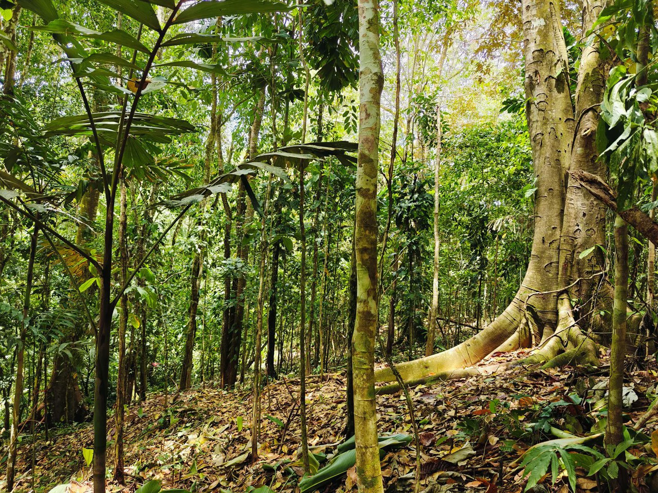 8001 sqm of  Off-Grid Raw Jungle land in Gated Community near Punta Uva - Gallery image 2