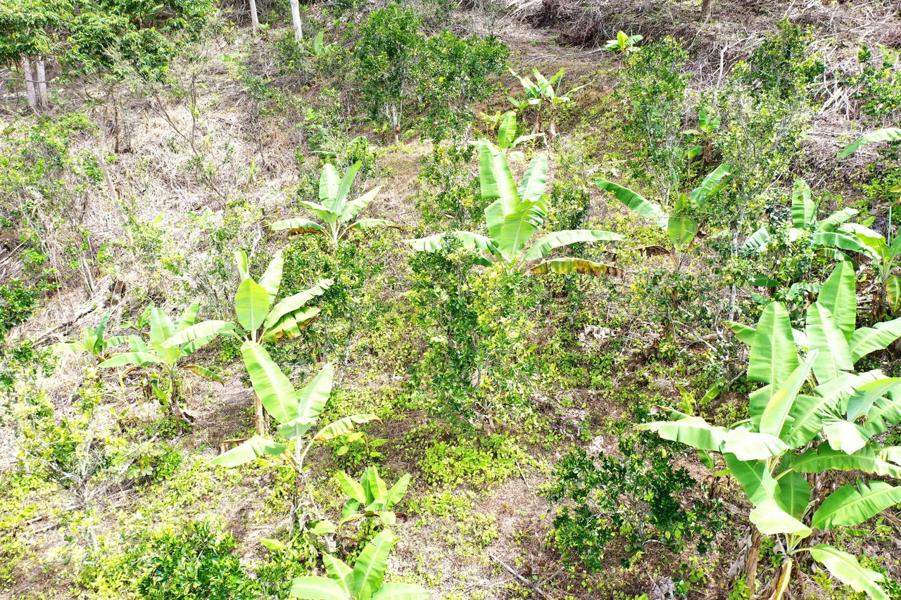 4.6 Acre Tropical Fruit Farm with Elevated Homesite & Valley Views San Isidro - photo 25