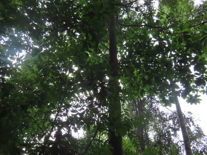 34-Acres of Forest For Sale in Riyito de Puerto Jimenez - Gallery image 33