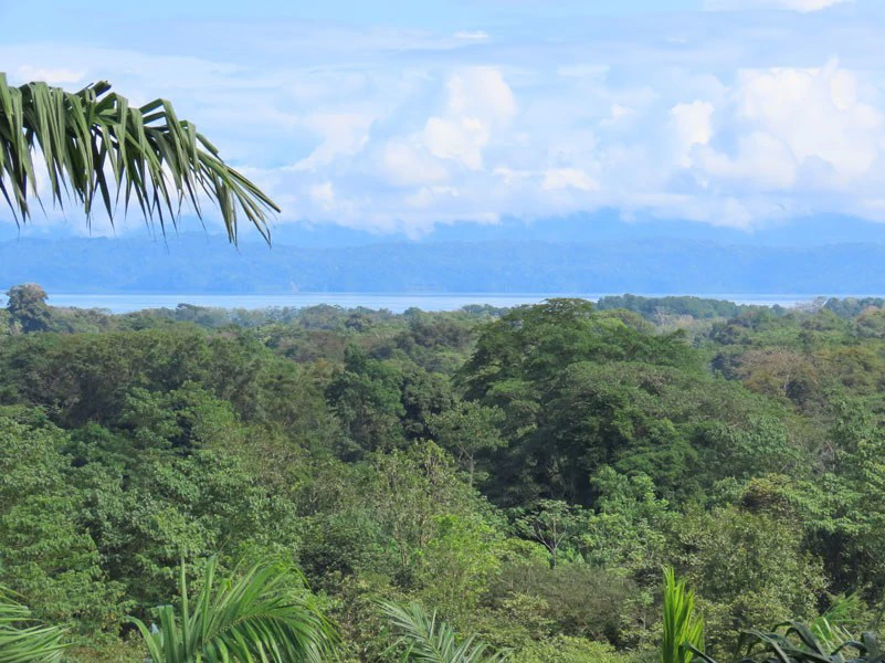 Palm Farm with Ocean View, Ideal for Ecotourism or Residential Development - Gallery image 24