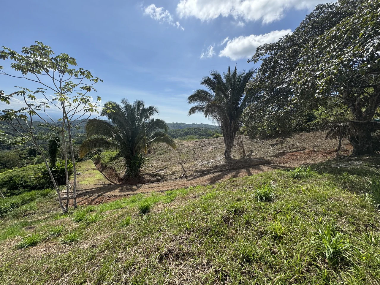 12 Acre Ocean View Farm in a Private Agricultural Community - Gallery image 13