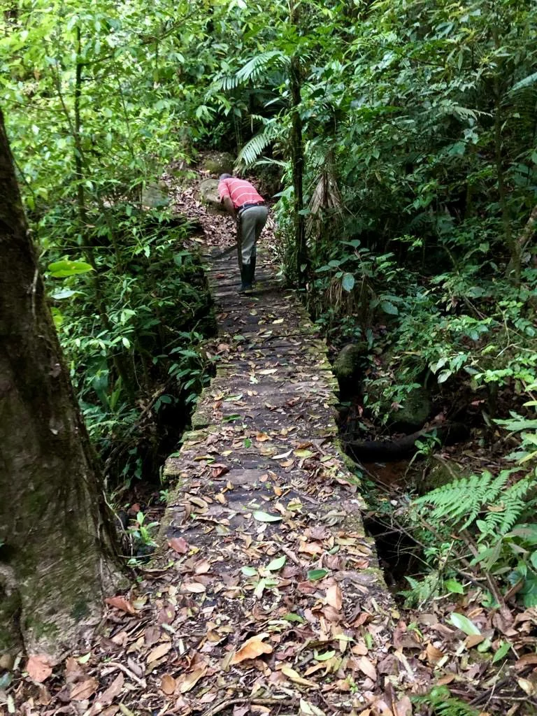 Spectacular 72.44 acres: Magical rain forest paradise with river, waterfall, hiking trails, diverse wood and fruit trees. Perfect location for retreat development, hotel or home. - photo 17