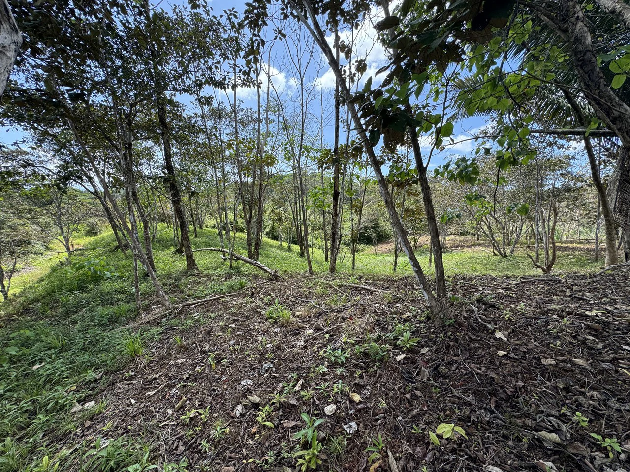 12 Acre Farm in Private Agricultural Community South of Ojochal - Gallery image 14