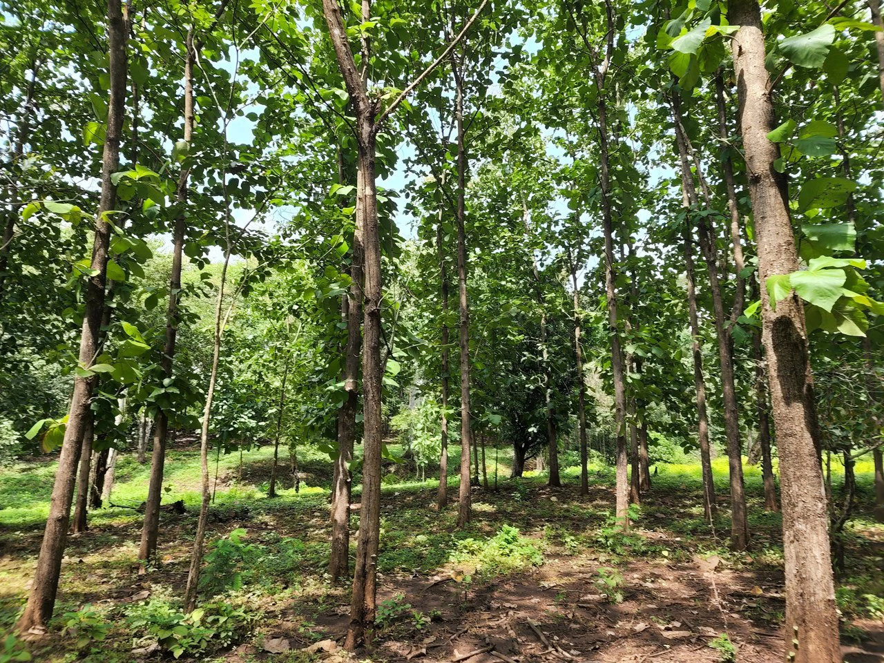 INVEST IN A TEAK PLANTATION FOR 25 YEARS - Gallery image 17