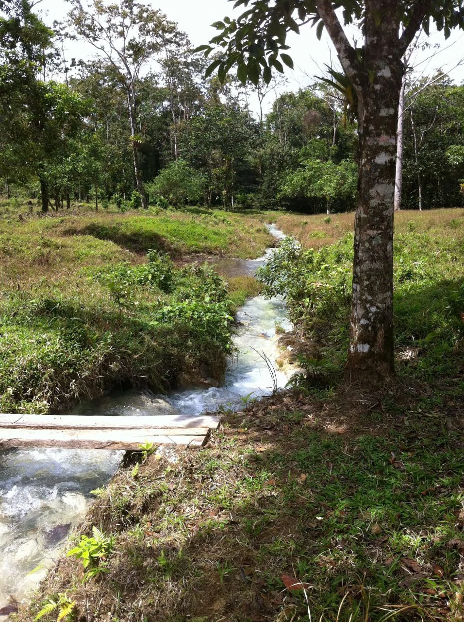 Cold & Hot springs surrounded by an overgrown farm, taken back by nature - Gallery image 92