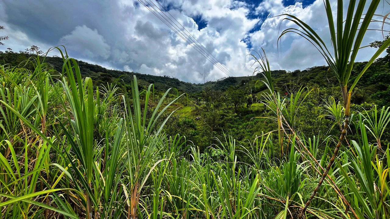 Mountain Agricultural Land For Sale in Centro de Pérez Zeledón - Gallery image 3