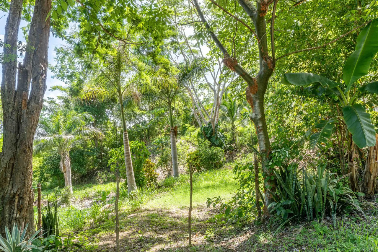 Lote Surfside - Jungle Lot mins to Surf and the River: Countryside Home Construction Site For Sale in Playa Samara - photo 6