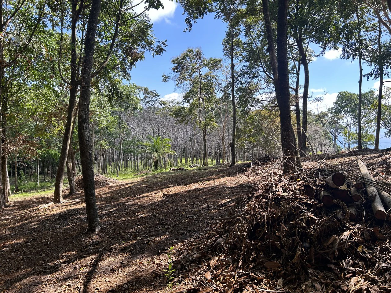 Cabo Matapalo:  3.8 Acre Ocean View Lot In Peninsula De Osa, Golfo Dulce - Gallery image 16