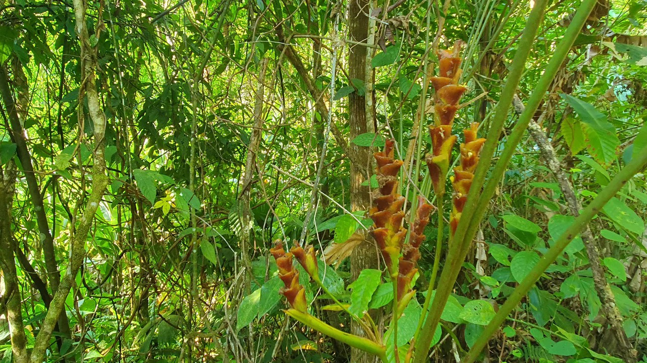 CONSERVATION AND DEVELOPMENT LAND WITH OCEAN VIEW IN SIERPE, COSTA RICA - Gallery image 10