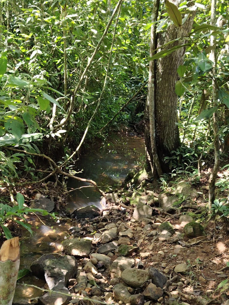 SE VENDE PROPIEDAD EN CAJÓN, COSTA RICA.: Mountain Home Construction Site For Sale in Cajón - Gallery image 12