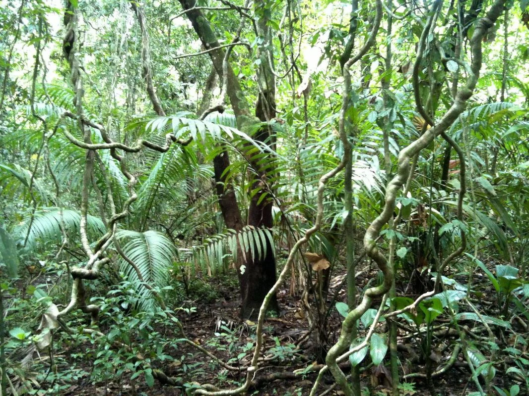 JUNGLE PARADISE: Nature Lovers Dream: 204 acres of Wilderness and a Building Pad - Gallery image 2