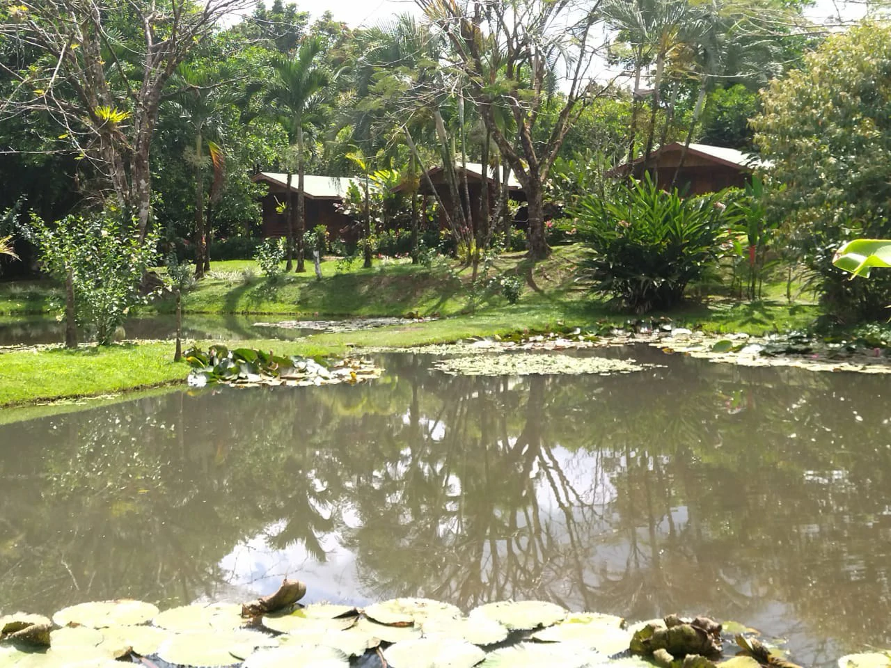 Pristine Business for Sale in Santo Domingos Forest, 3 cabins surrounded by wild nature, Tilapia lake with a dock, and a Restaurant - Gallery image 7