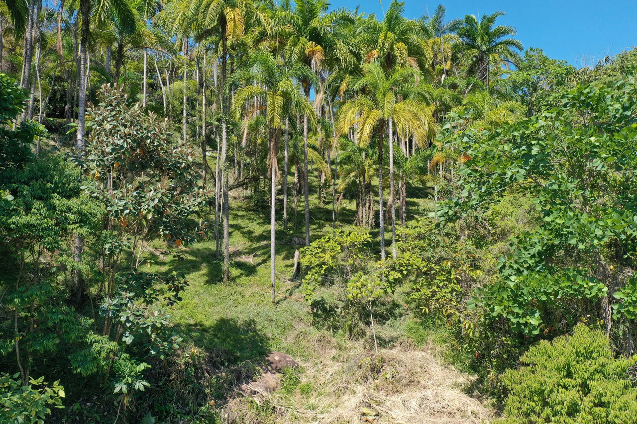 8 Acre Riverfront Sanctuary in San Pedrito Pérez Zeledón - Gallery image 5