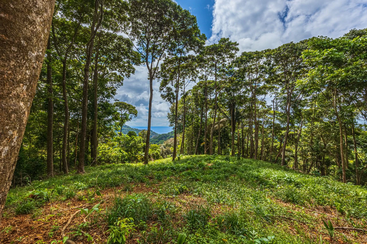 Rare 86-Acre Ocean View Estate Bordering Hacienda Barú – A Unique Opportunity for Conservation and Development - Gallery image 7