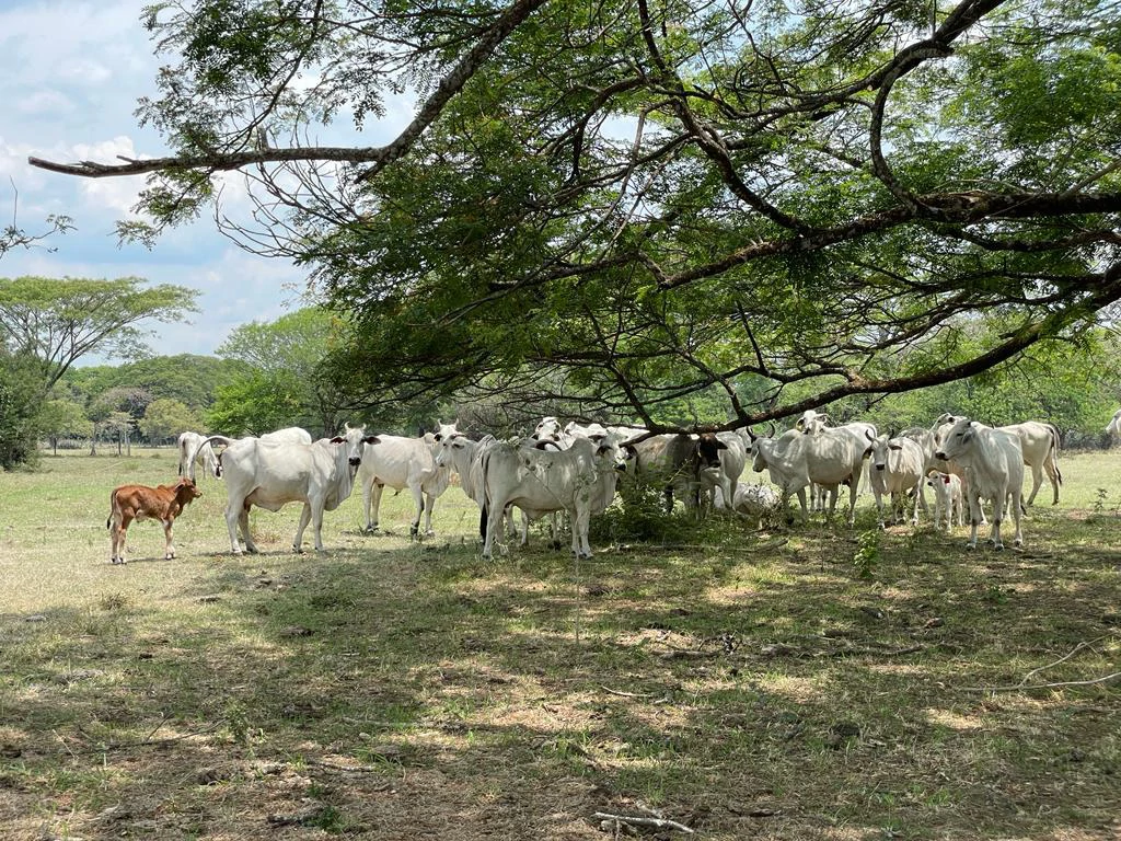 Farm for Sale to Develop Guanacaste Costa Rica - Gallery image 10