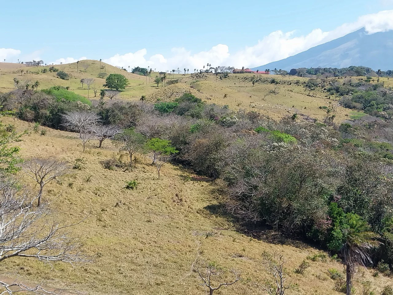 Finca de 613 acres/248 ha. con Linda Casa y Bonitas Vistas: Countryside Agricultural Land For Sale in Bagaces - Gallery image 11