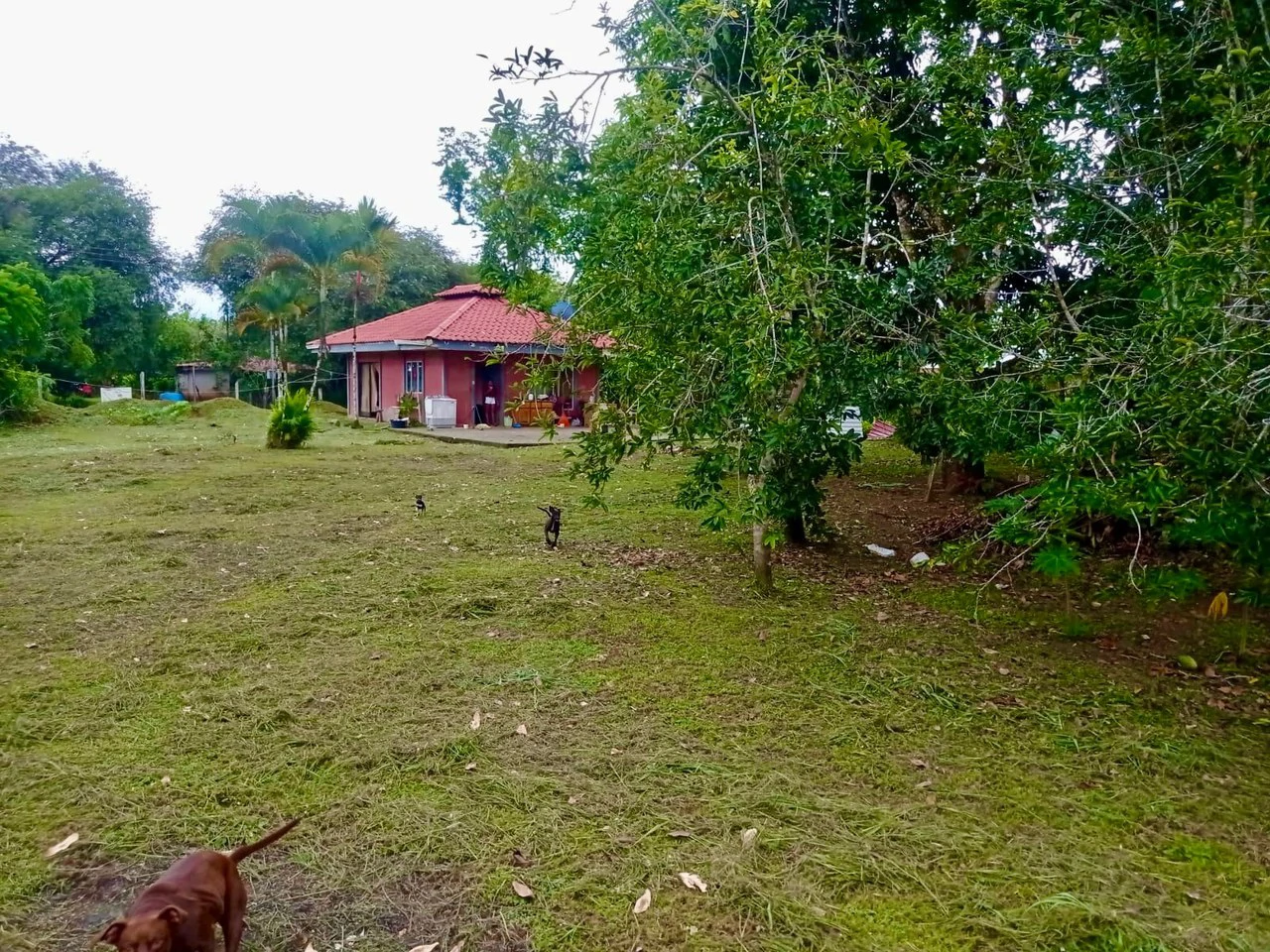 Prime Mixed-Use Property in La Palma, Puerto Jimenez - Gallery image 7