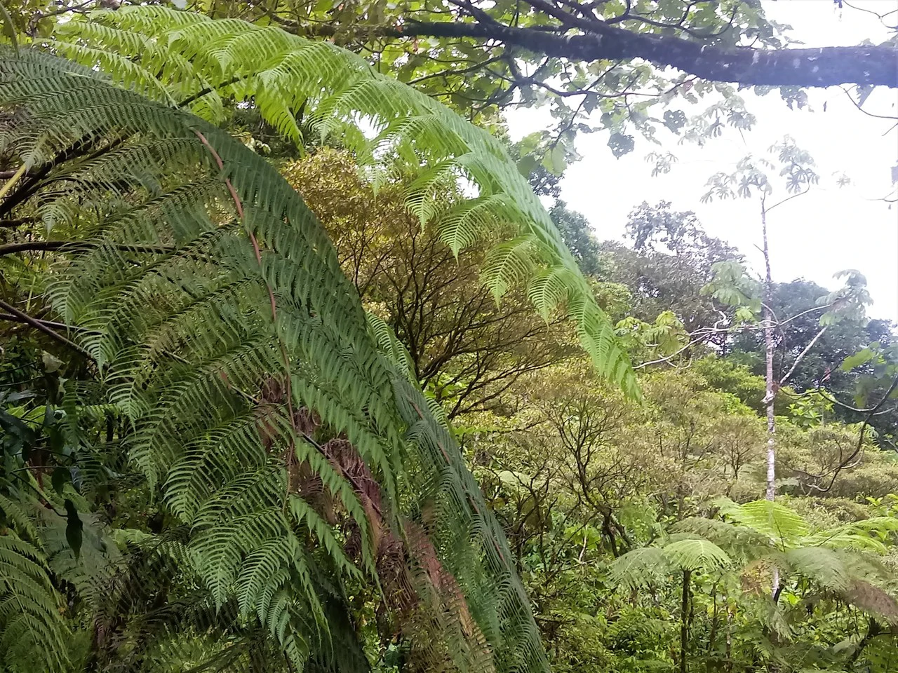 JUNGLE PARADISE: Nature Lovers Dream: 204 acres of Wilderness and a Building Pad - Gallery image 7