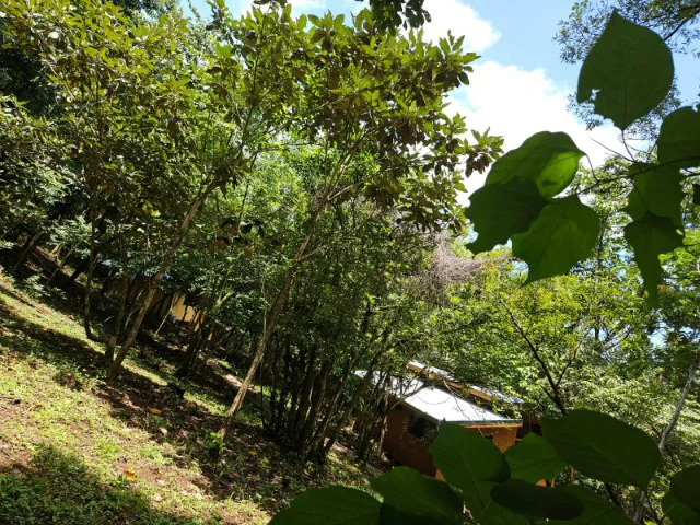 Nosara's Brand New Top Villas as a Business Opportunity in the dense forest of catchment area, 7 villas for sale in Costa Rica's Healthy Blue Zone - Gallery image 18