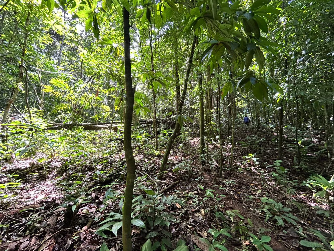 Finca Las Cataratas in Ballena: Mountain Home Construction Site For Sale in Bahía Ballena - Gallery image 7
