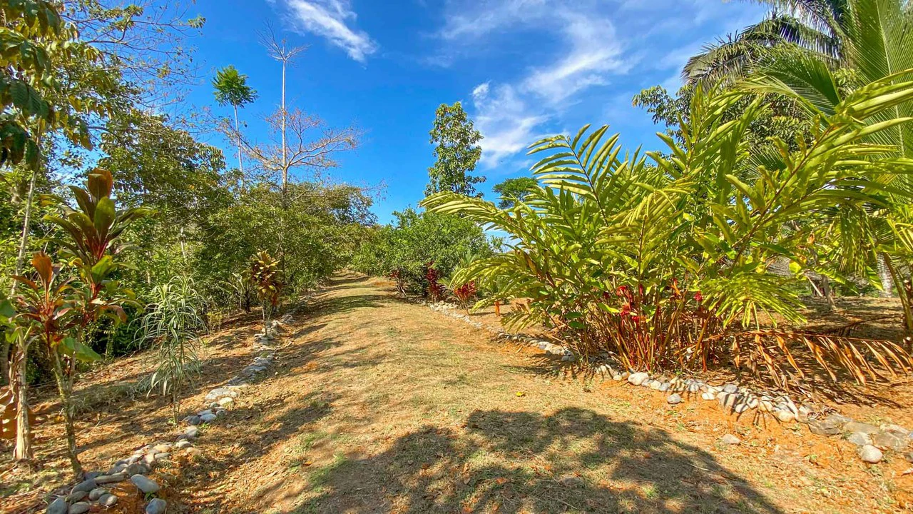 32 Acre Self Sustainable Farm with House Close Ojochal - Gallery image 52